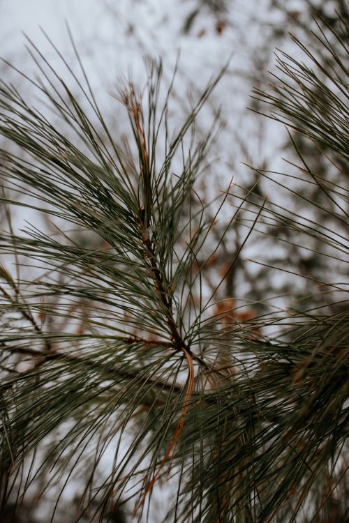 Free Detailed view of pine needles with a snowy backdrop, evoking a serene winter atmosphere. Stock Photo