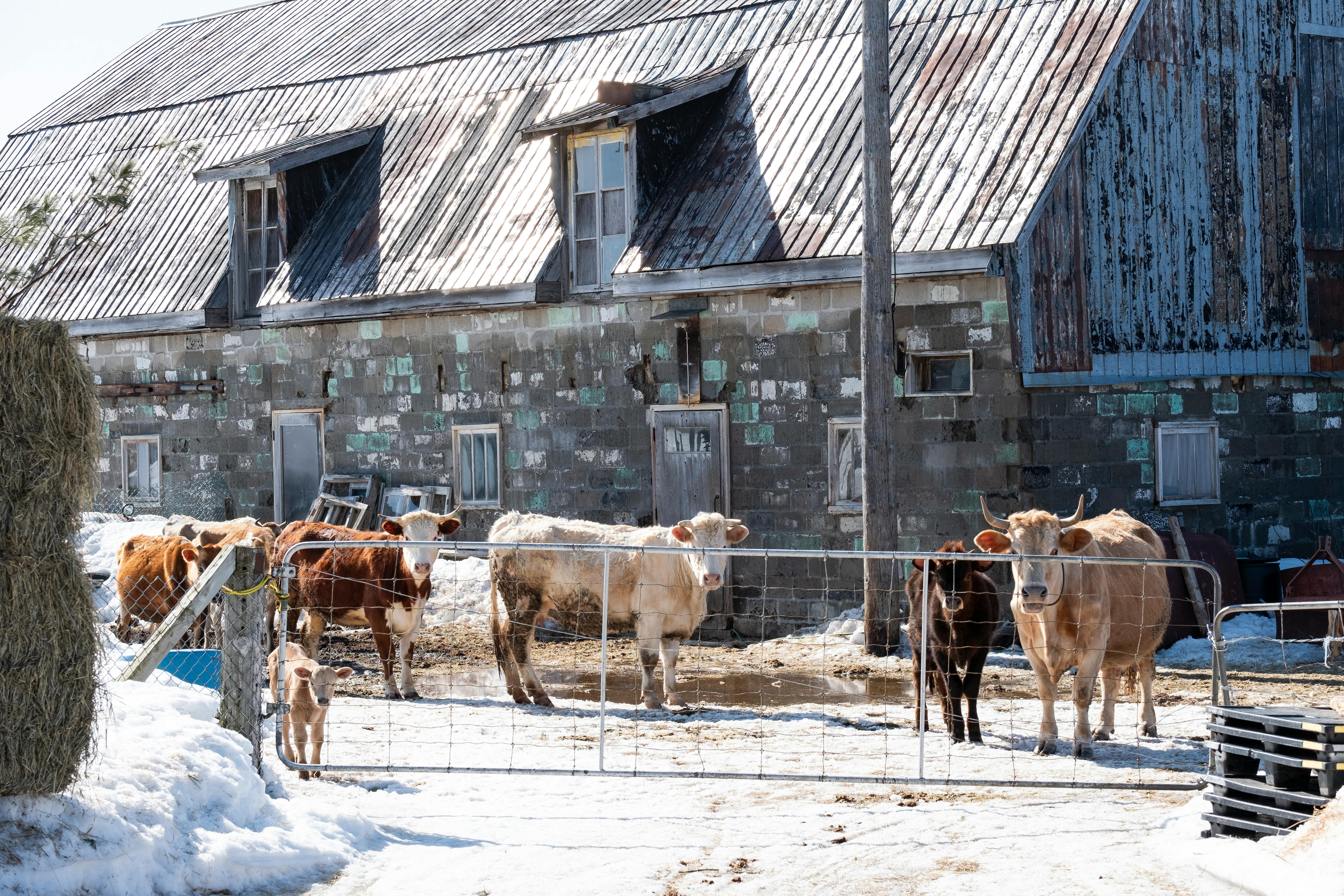 free-photo-of-rural-quebec-farm-with-cat