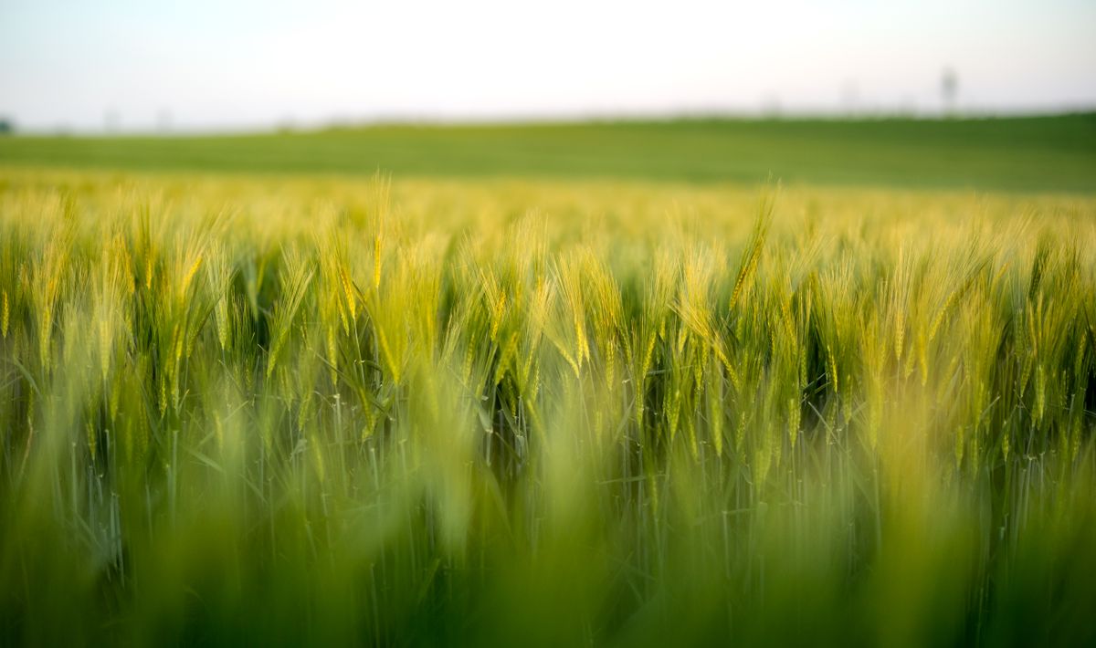 A golden wheat field ready for harvest - How to Please God, part 4