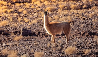 "Chilean Authorities Issue Tsunami Warning After 7.4 Magnitude Earthquake Near Ushuaia, Urging Evacuation Across Southern Coastlines Today!"   Explanation: - Primary Entities:    - Chile (Location), Ushuaia (City), Chilean A