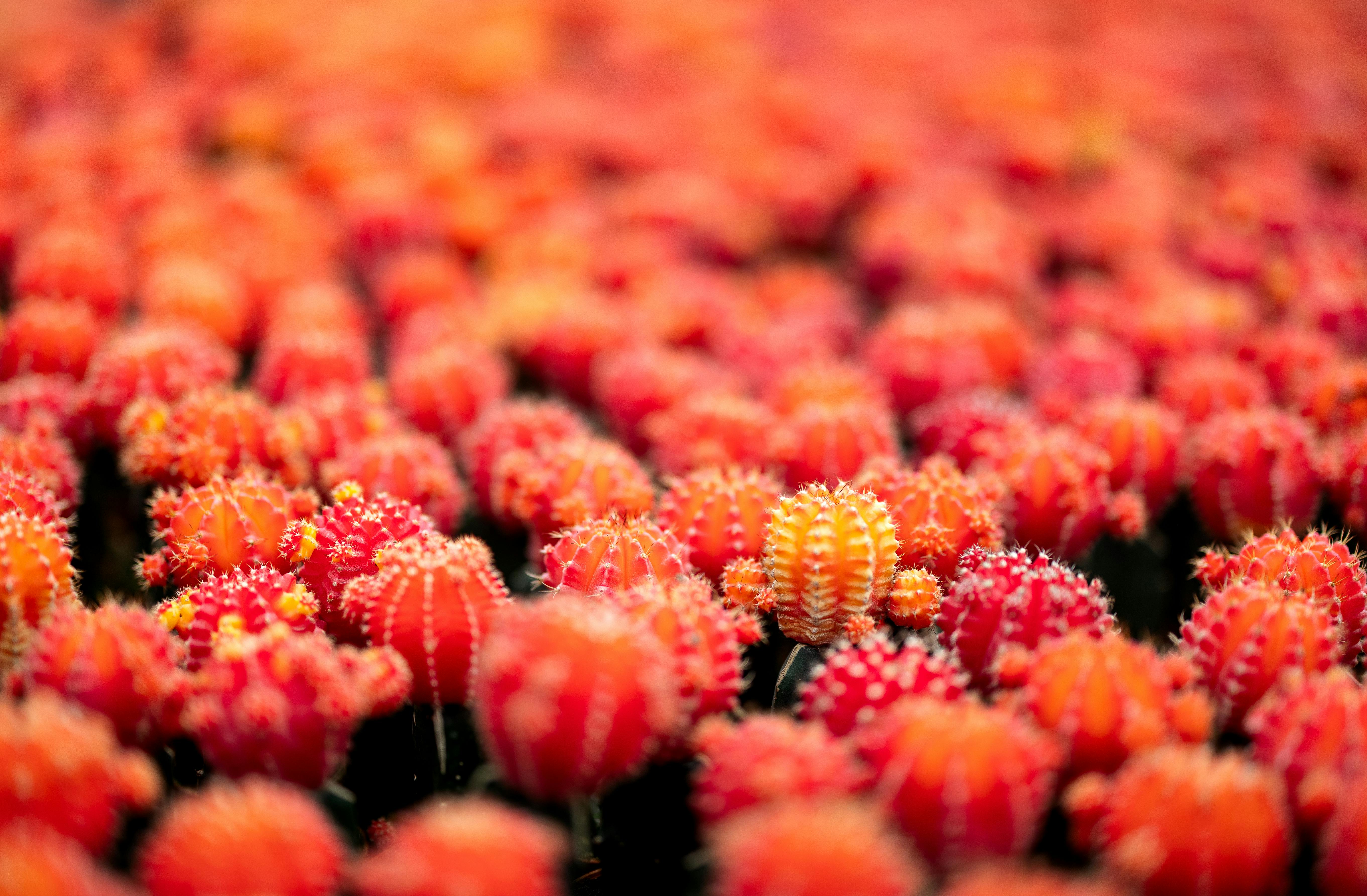 vibrant cactus display in malaysian garden