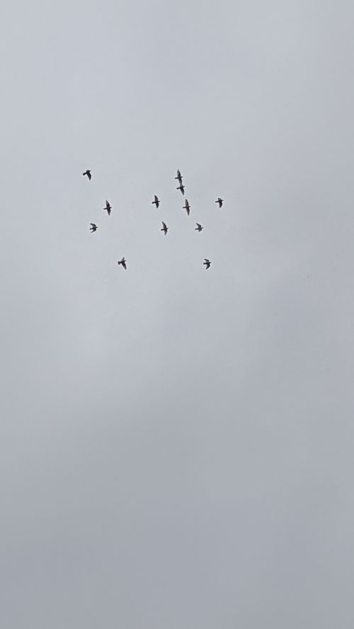 Free Birds on sky Stock Photo