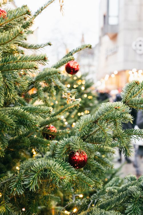 Free Christmas trees adorned with lights and ornaments in Munich, Germany's streets during a festive evening. Stock Photo