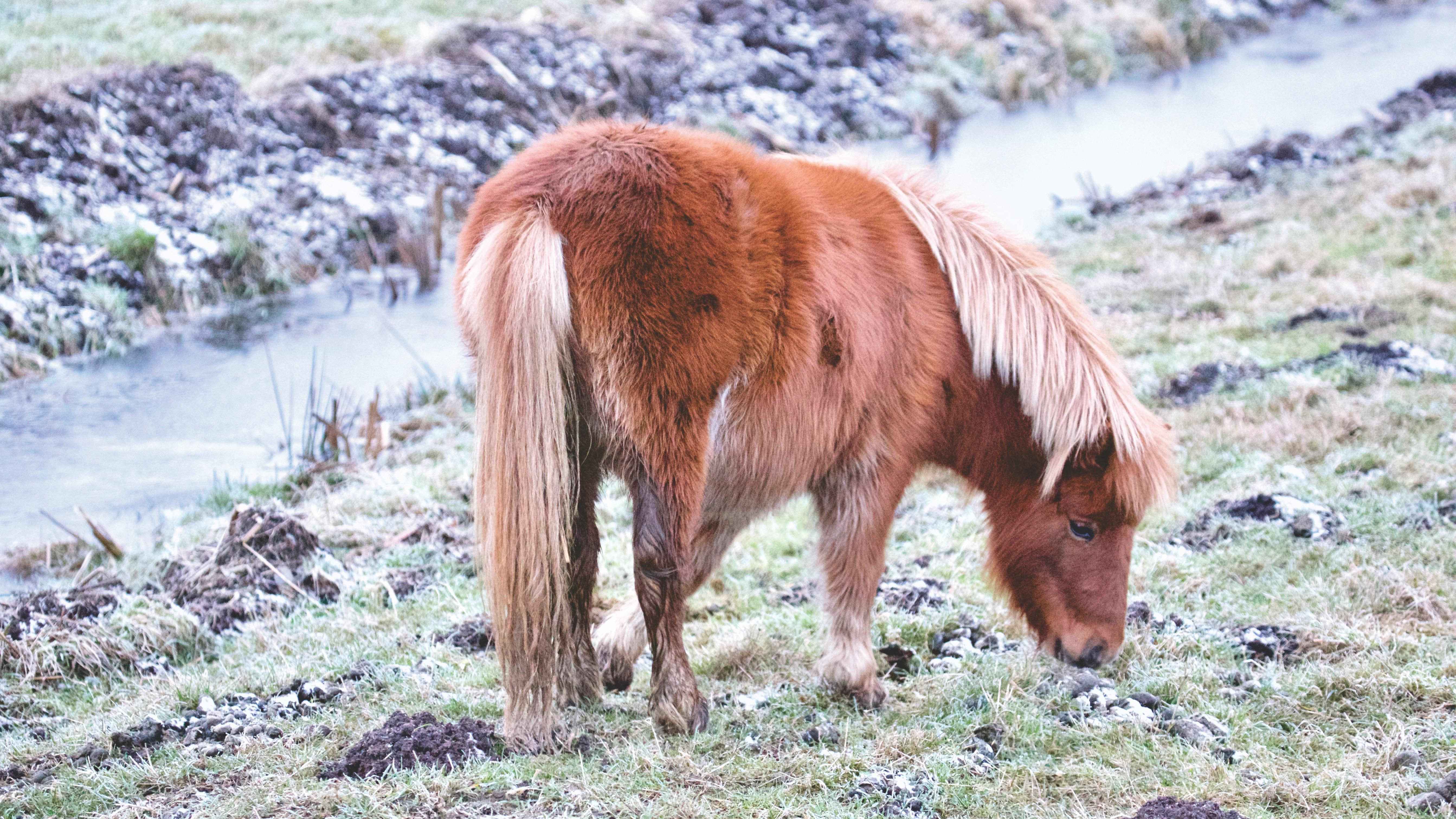 horse on field