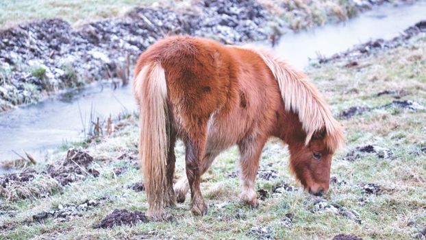 Horse on Field