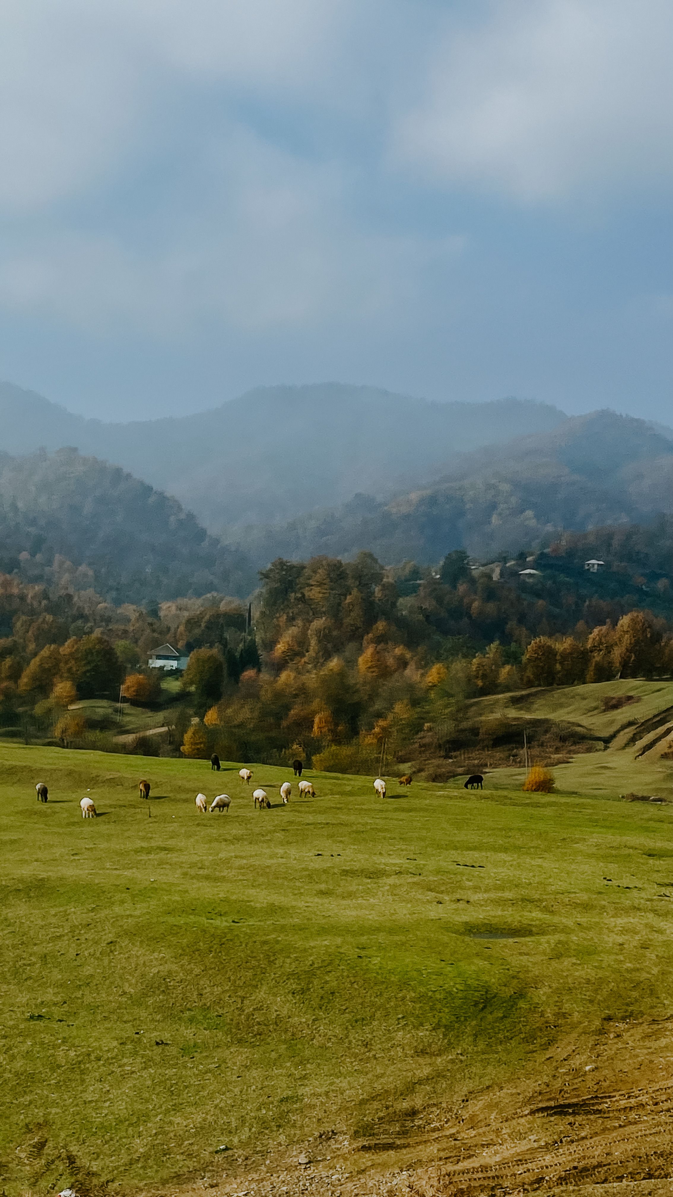 Gratuit Scenă rurală idilică cu oi care pășesc în peisajul înverzit, înconjurat de munți încețoși. Fotografie de stoc