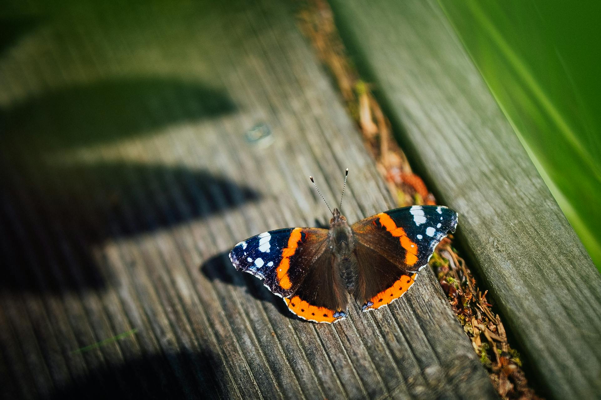 A stunning Red Admiral butterfly resting on a wooden background, showcasing its vibrant colors and patterns.