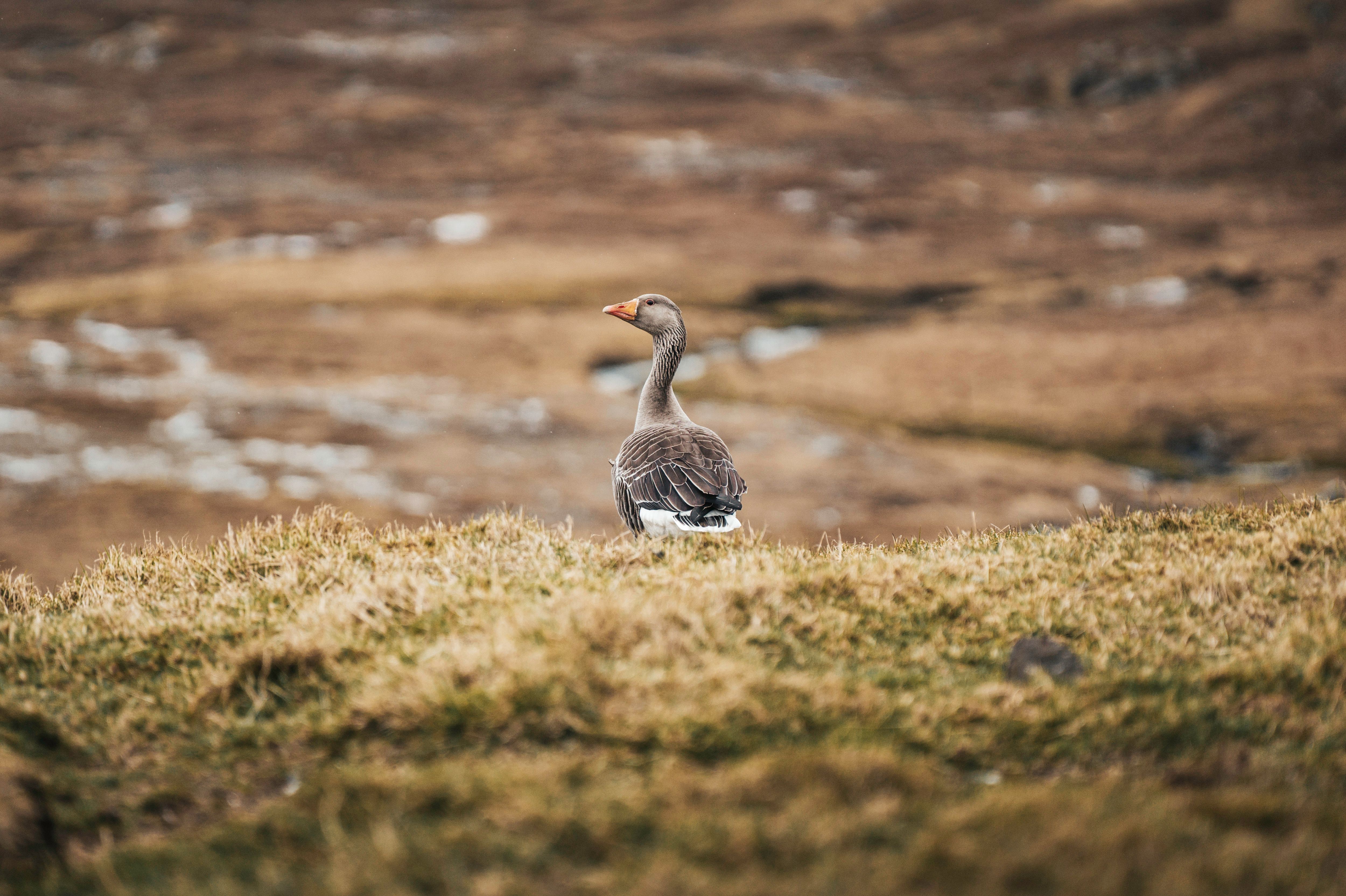Solitary Goose in Natural Landscape · Free Stock Photo