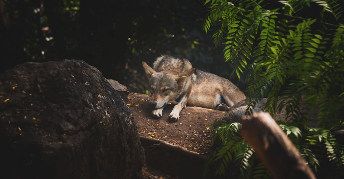 Why does my dog eat dirt and rocks