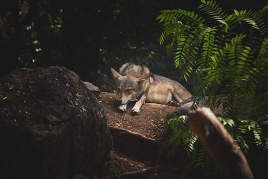 A wolf resting on the forest ground surrounded by foliage and rocks in daylight.
