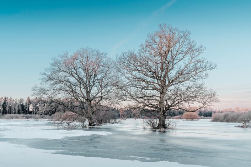 Serene Winter Sunrise Over Frozen Landscape · Free Stock Photo