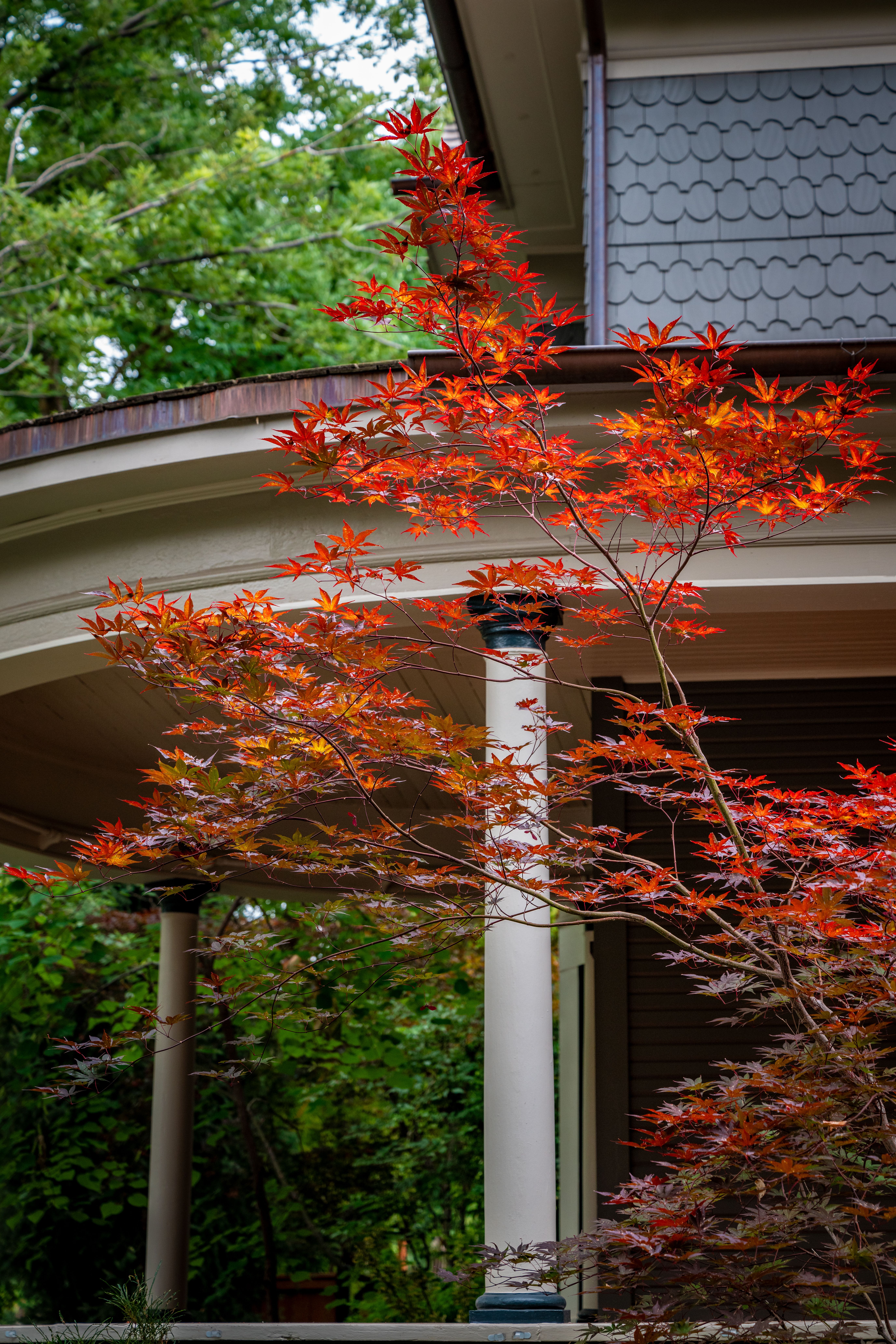 Elegant Home with Vibrant Red Japanese Maple · Free Stock Photo