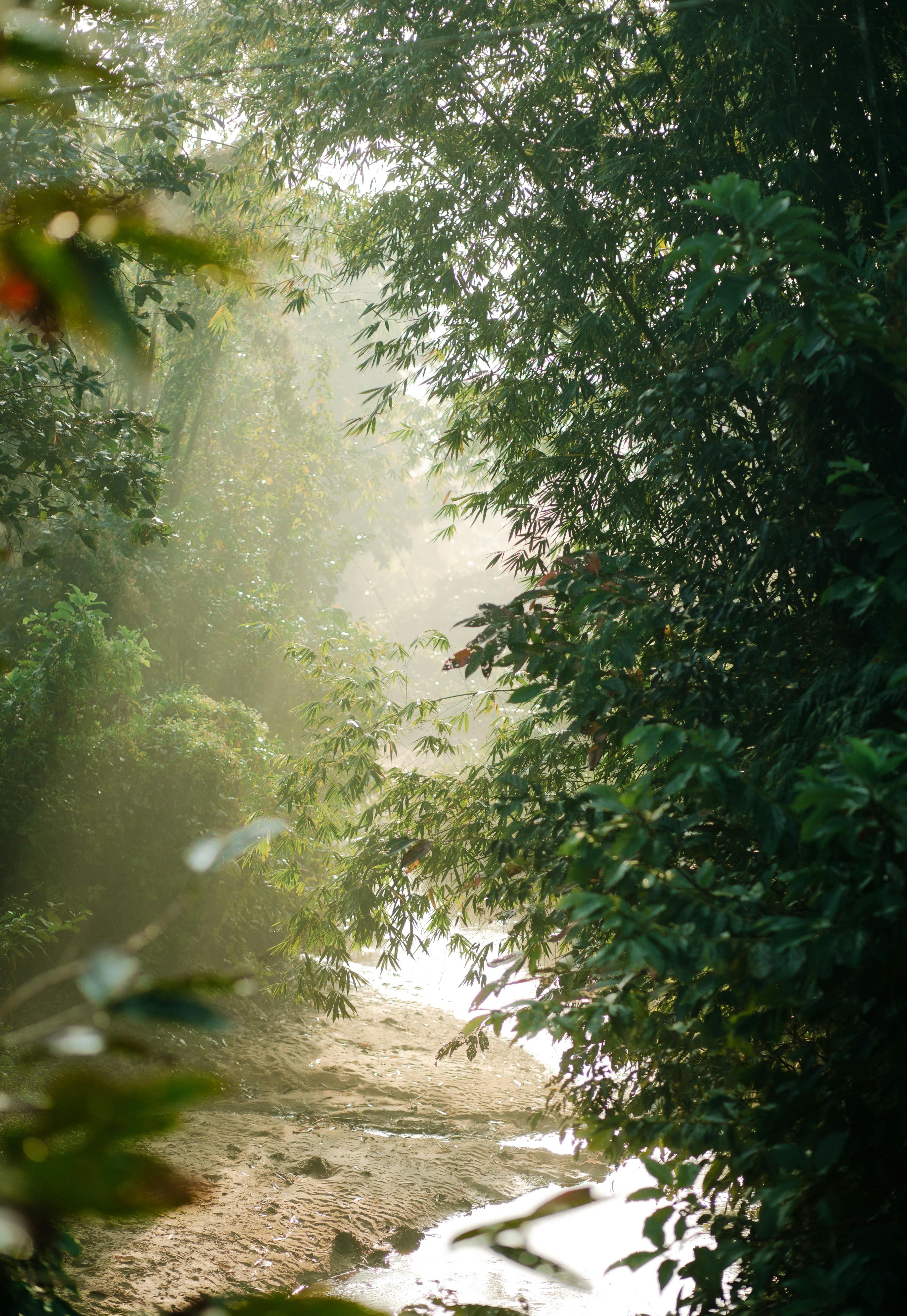 Serene sunlit forest scene with a sandy pathway and lush greenery.