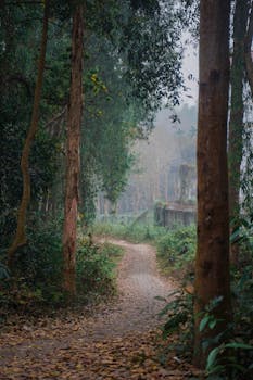 A serene forest path surrounded by lush greenery in Chattogram, perfect for tranquil exploration.
