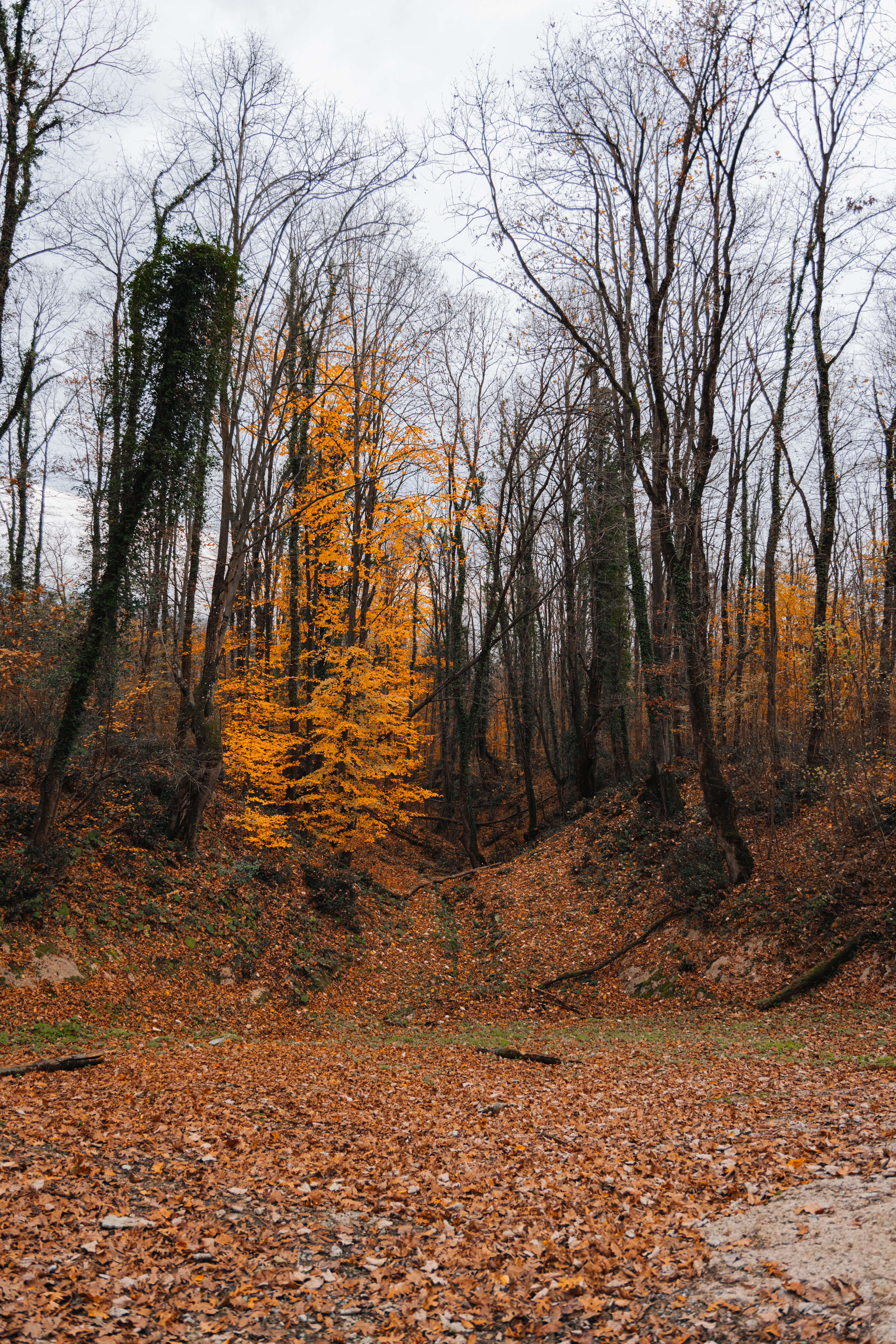 Fotomural Explora la serena belleza de un bosque de otoño con vibrantes hojas naranjas y una alfombra de follaje caído.