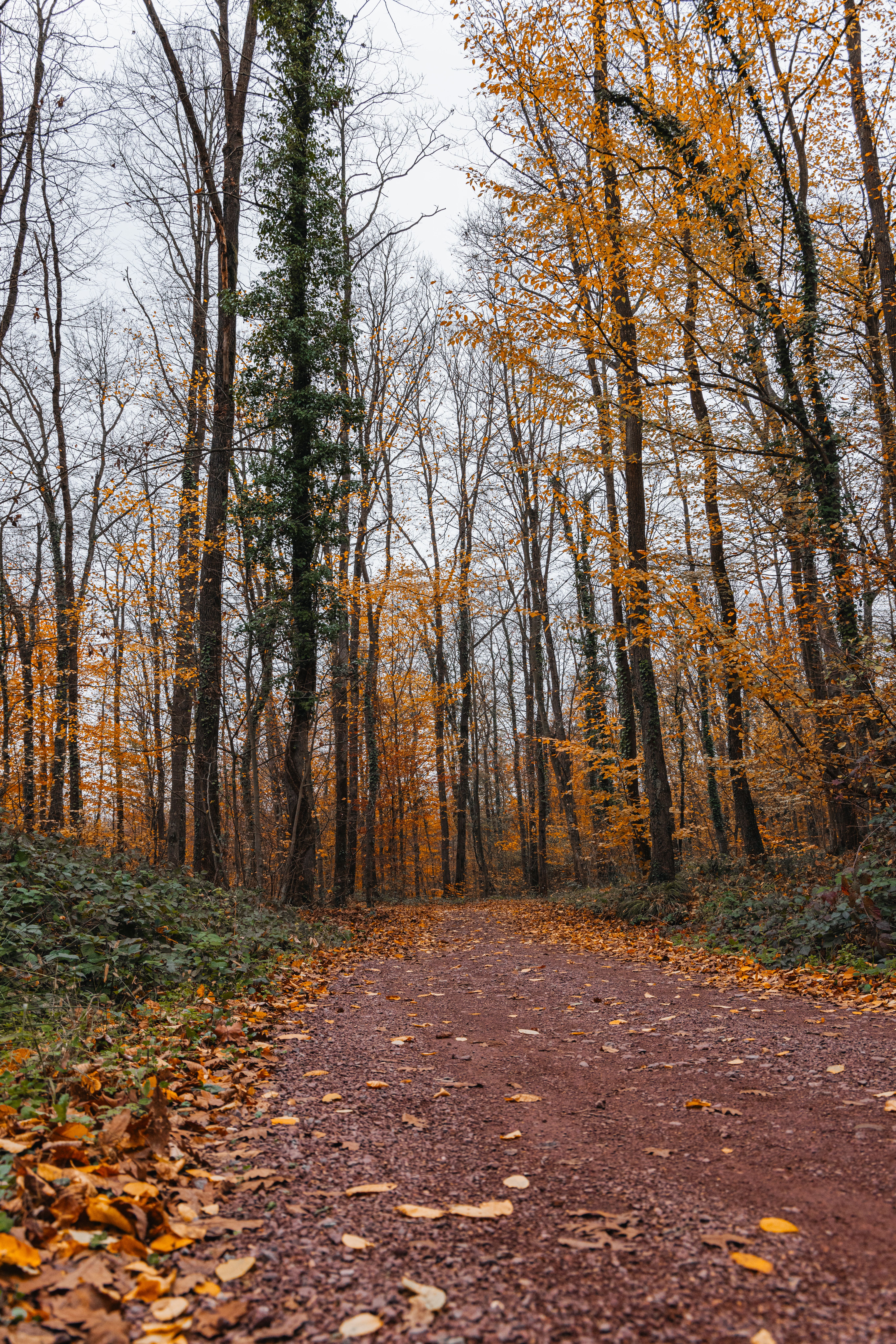 Scenic Autumn Forest Pathway with Fallen Leaves · Free Stock Photo