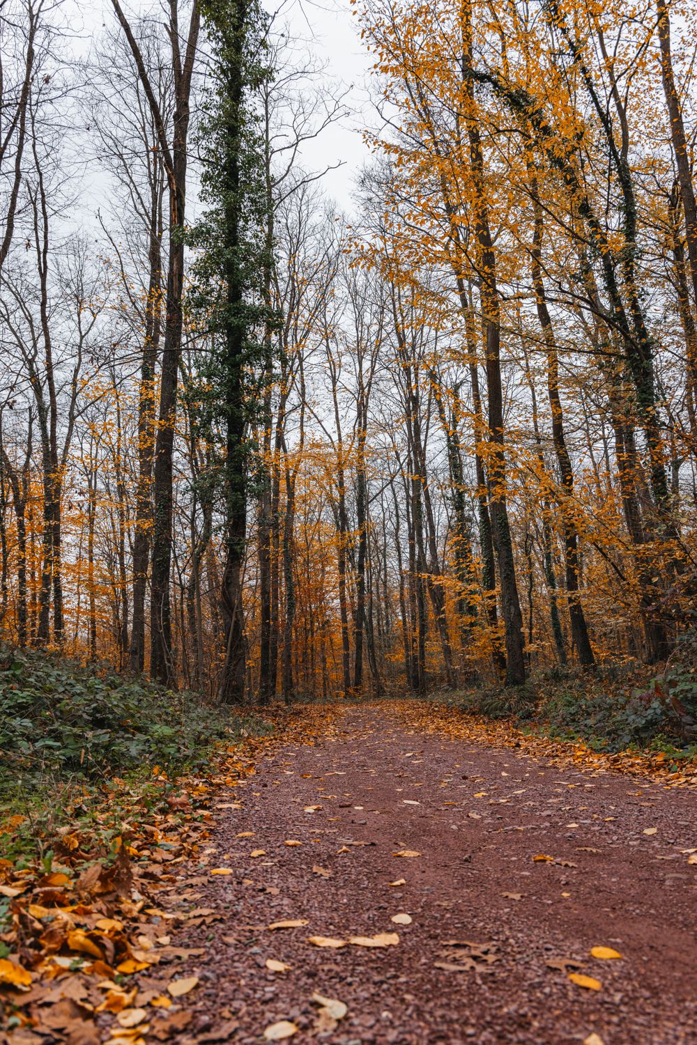 Scenic Autumn Forest Pathway with Fallen Leaves · Free Stock Photo