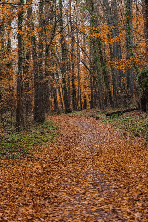Free A tranquil autumn forest path covered in vibrant fallen leaves. Stock Photo