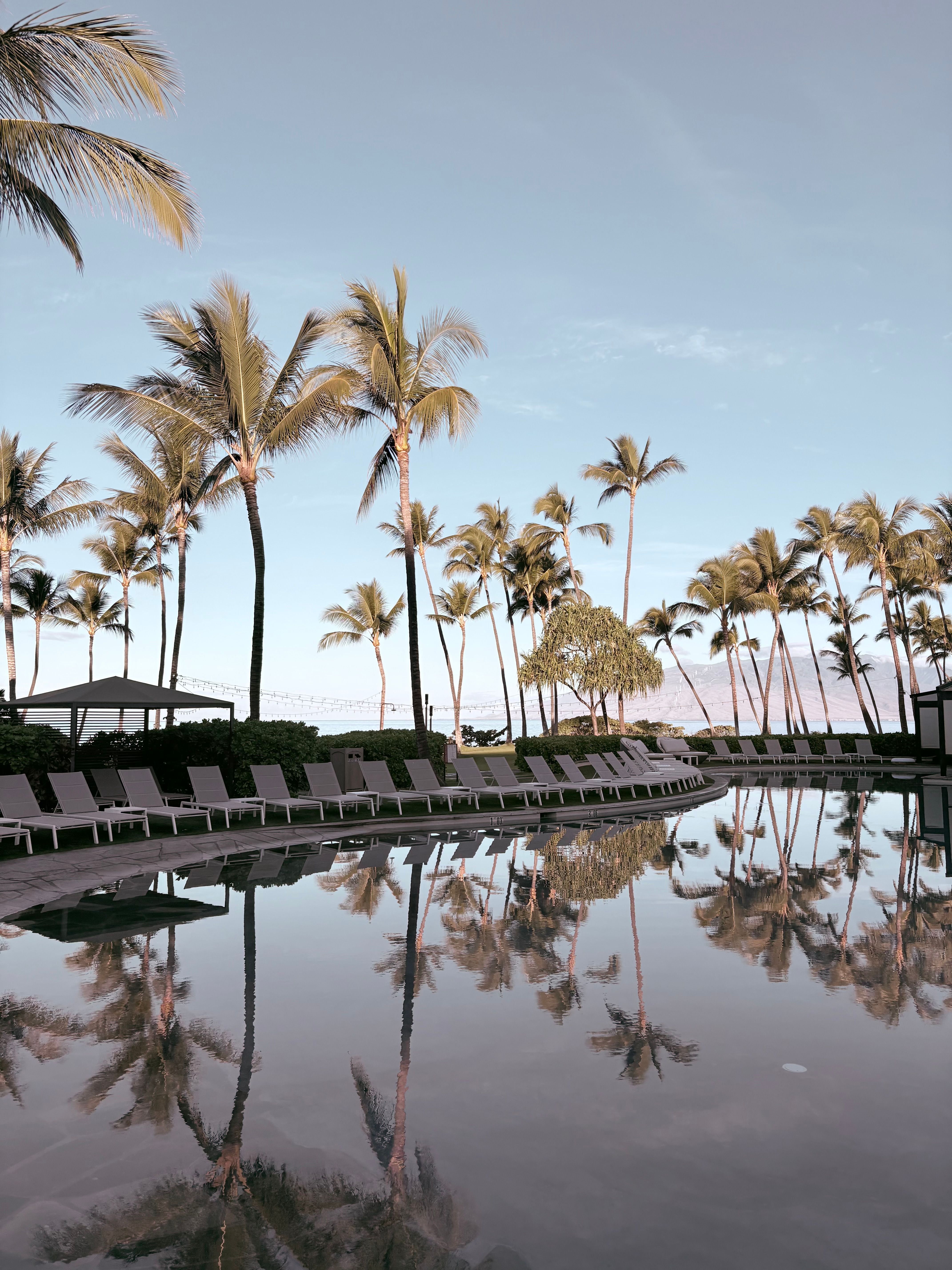 Serene Palm Tree Reflection at Hawaiian Resort · Free Stock Photo