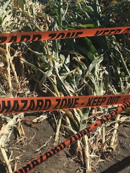 Photo by Den Dried corn plants behind hazard zone tape, emphasizing crop damage.