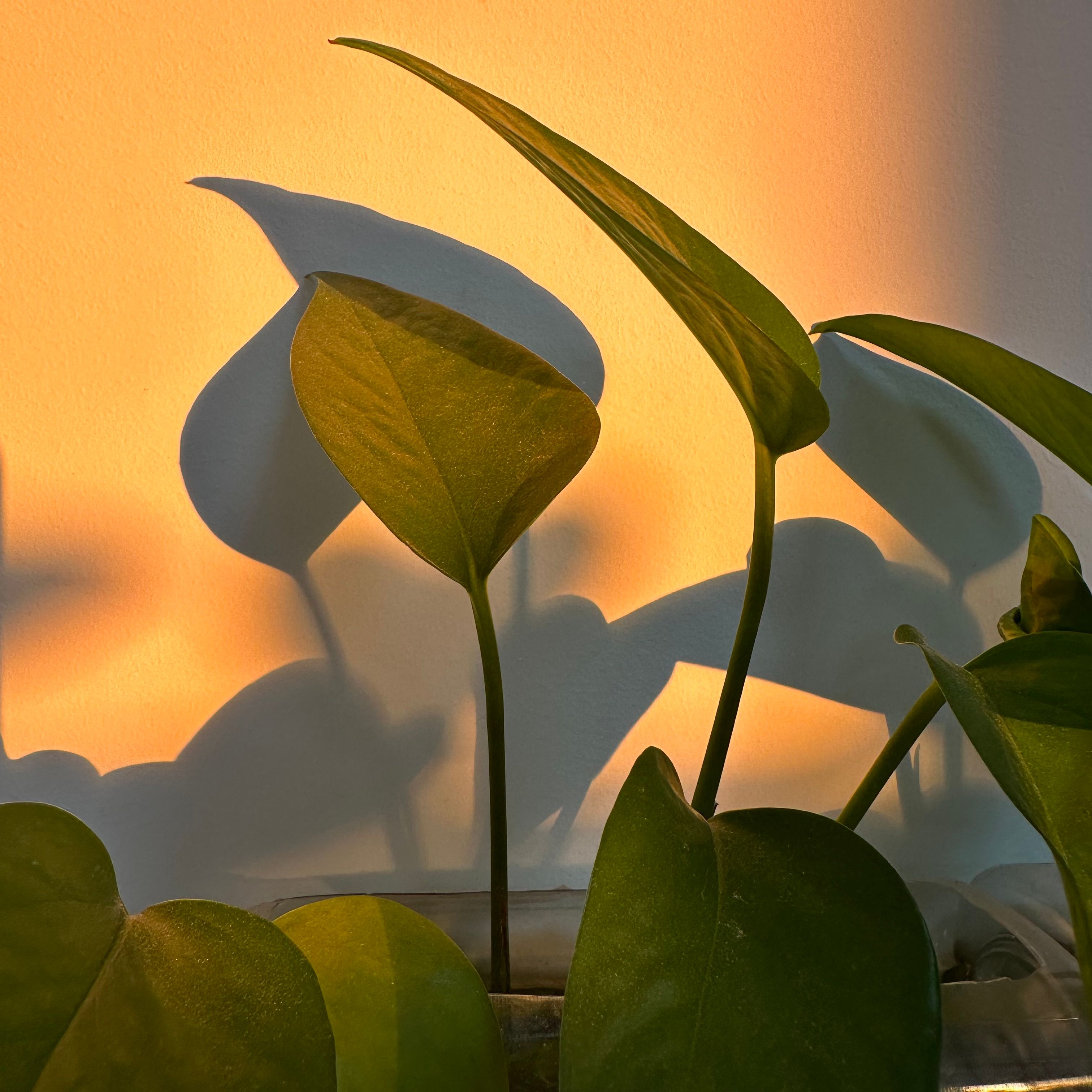 Plants and their shadows cast on a wall during sunset, creating a warm atmosphere.