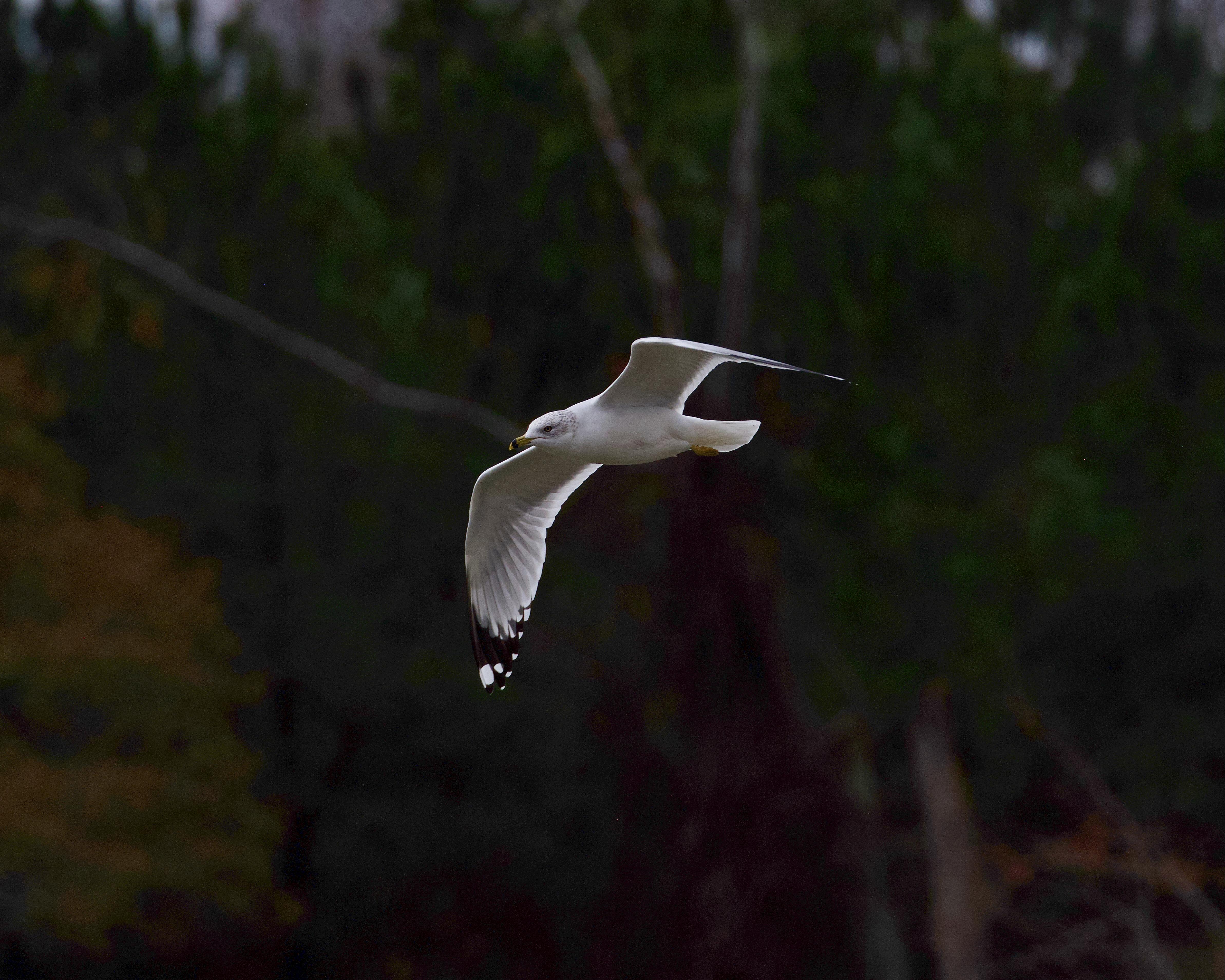 A graceful gull in flight over lush greenery in Decatur, Alabama, USA.