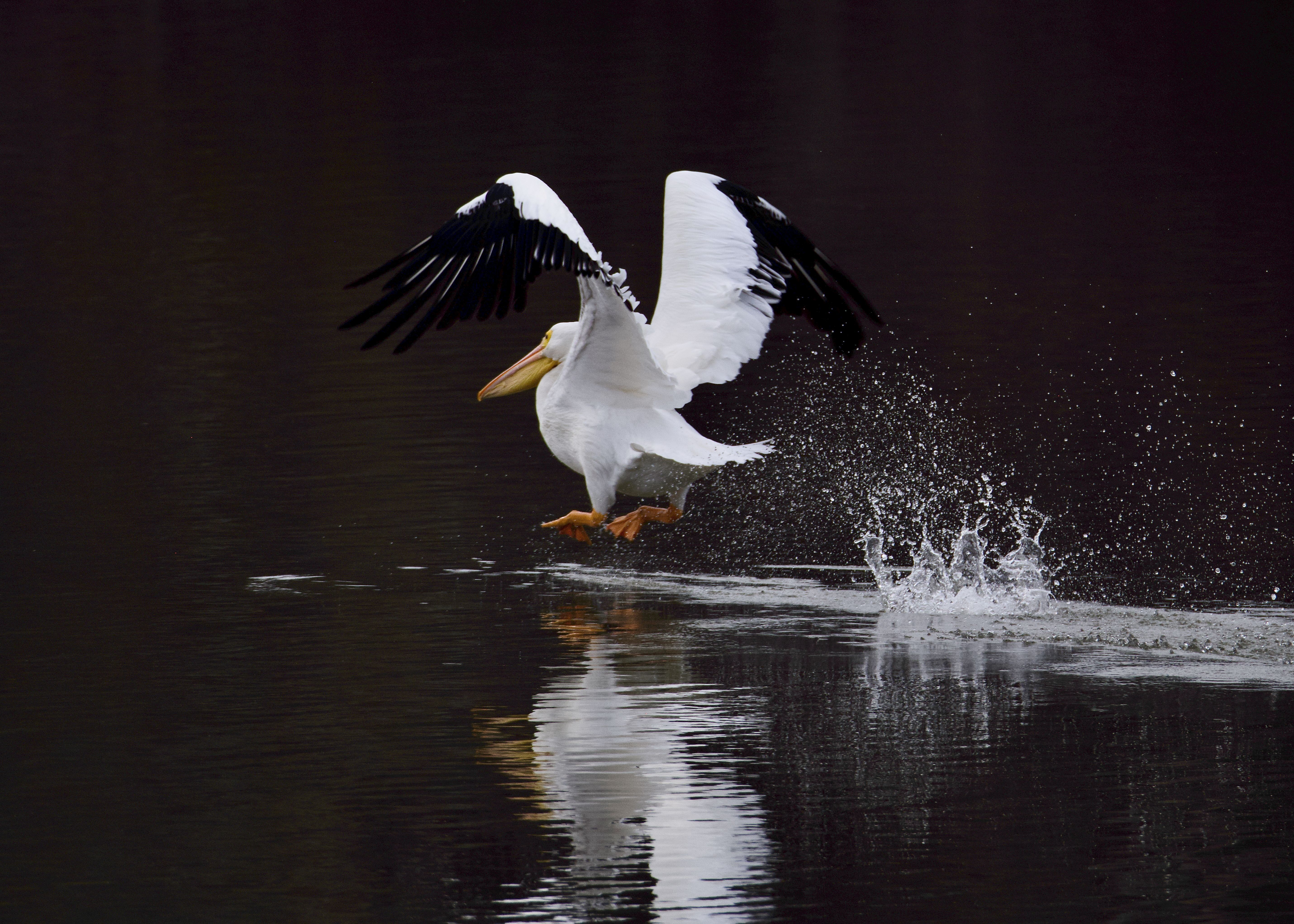 An American white pelican gracefully takes off from a serene body of water, creating a splash.