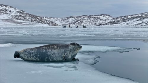 Free A solitary seal lies on ice in a serene Arctic scene, surrounded by snowy mountains. Stock Photo