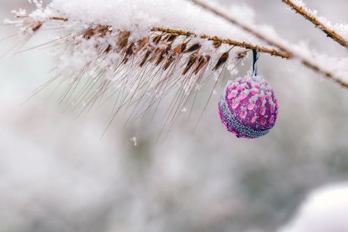 Free Close-up of a snow-covered pink Christmas ornament on a pine branch in winter. Stock Photo