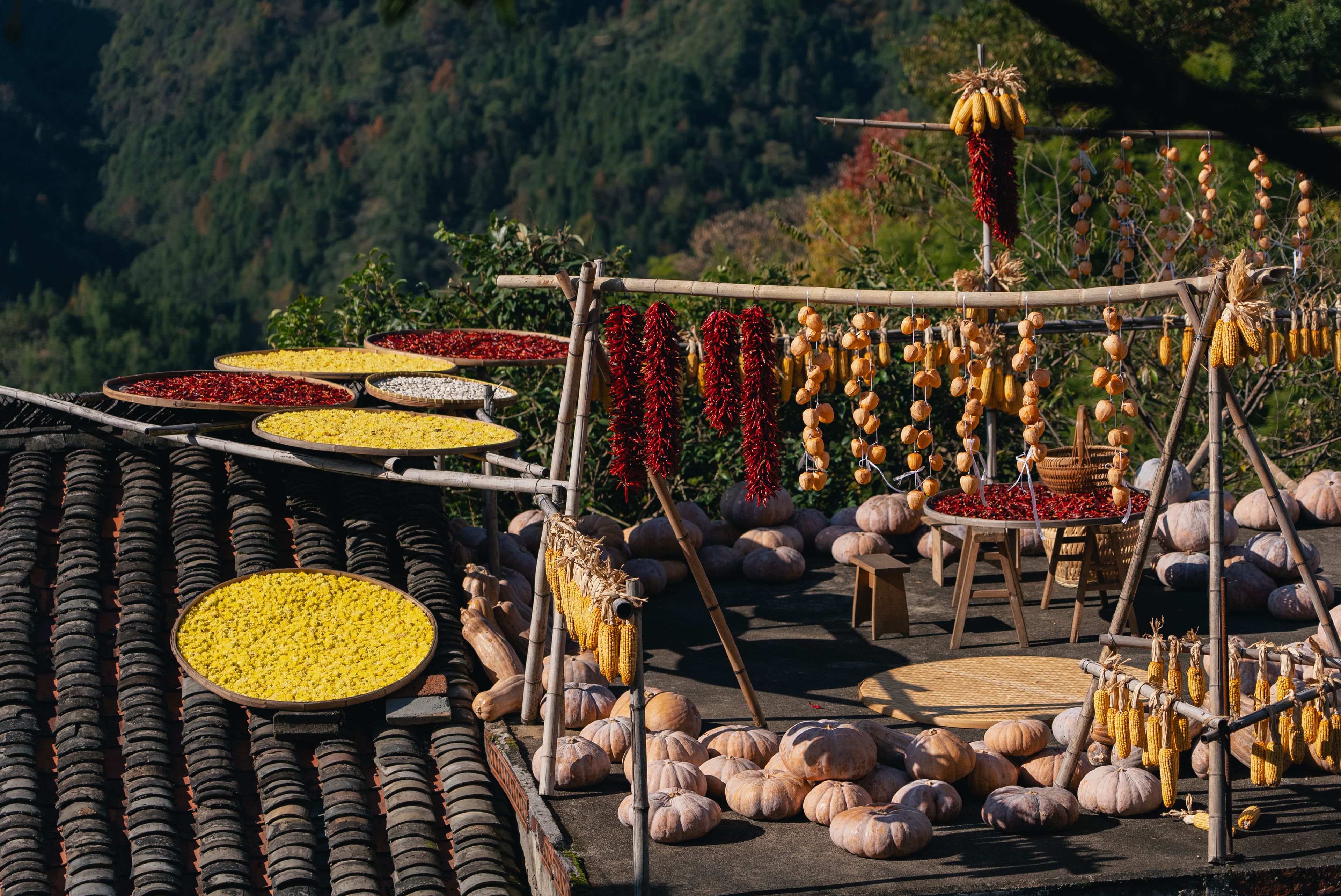 Pinhão village harvest season