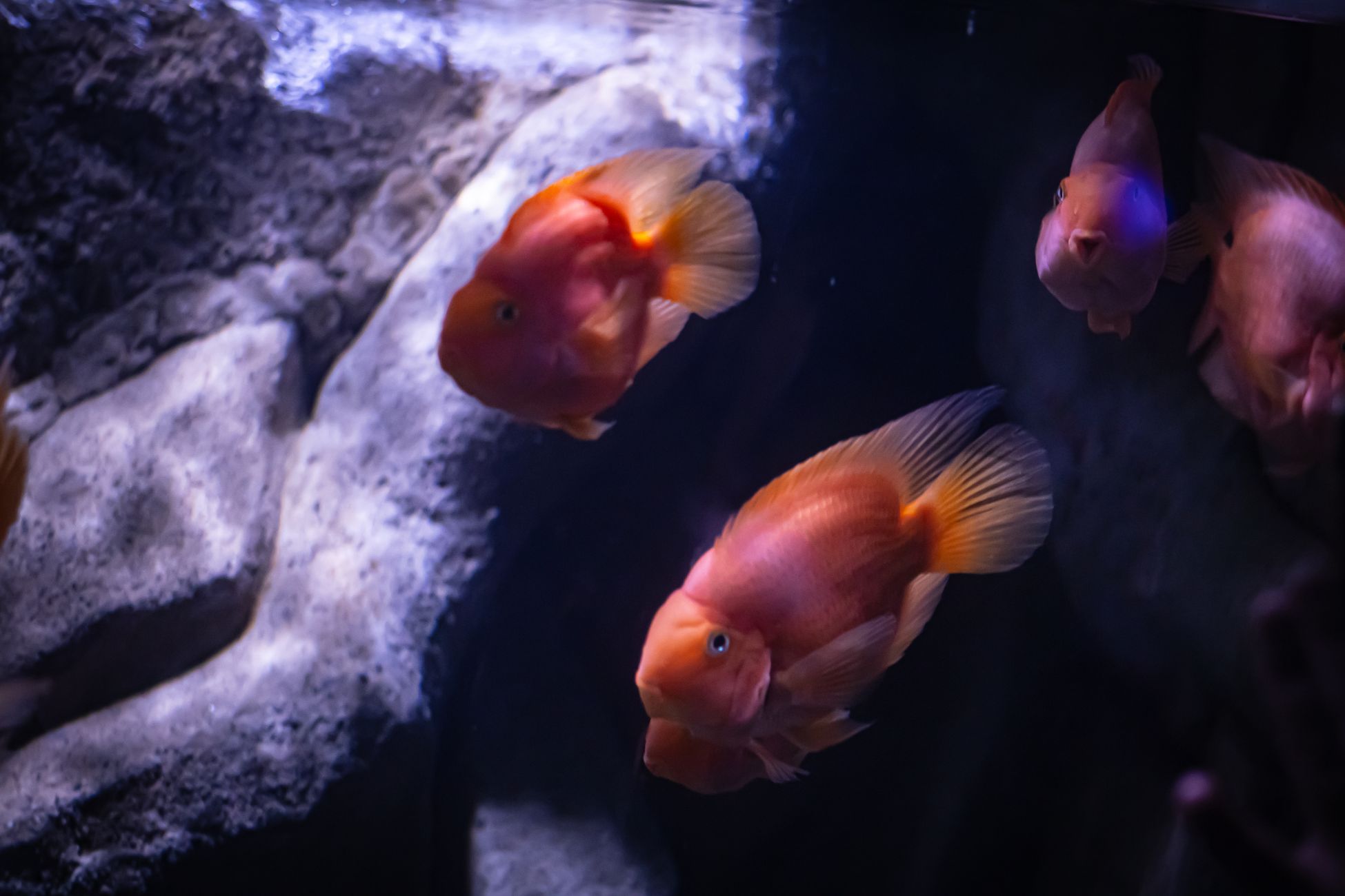 Een dag in het leven van Artis aquariaan Alex Huiberse
