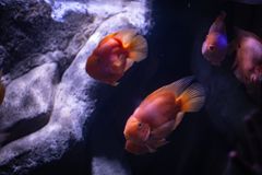 Marine Park HQ Reef