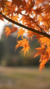 Backlit autumn maple leaves in Srinagar, capturing the vibrant fall colors.