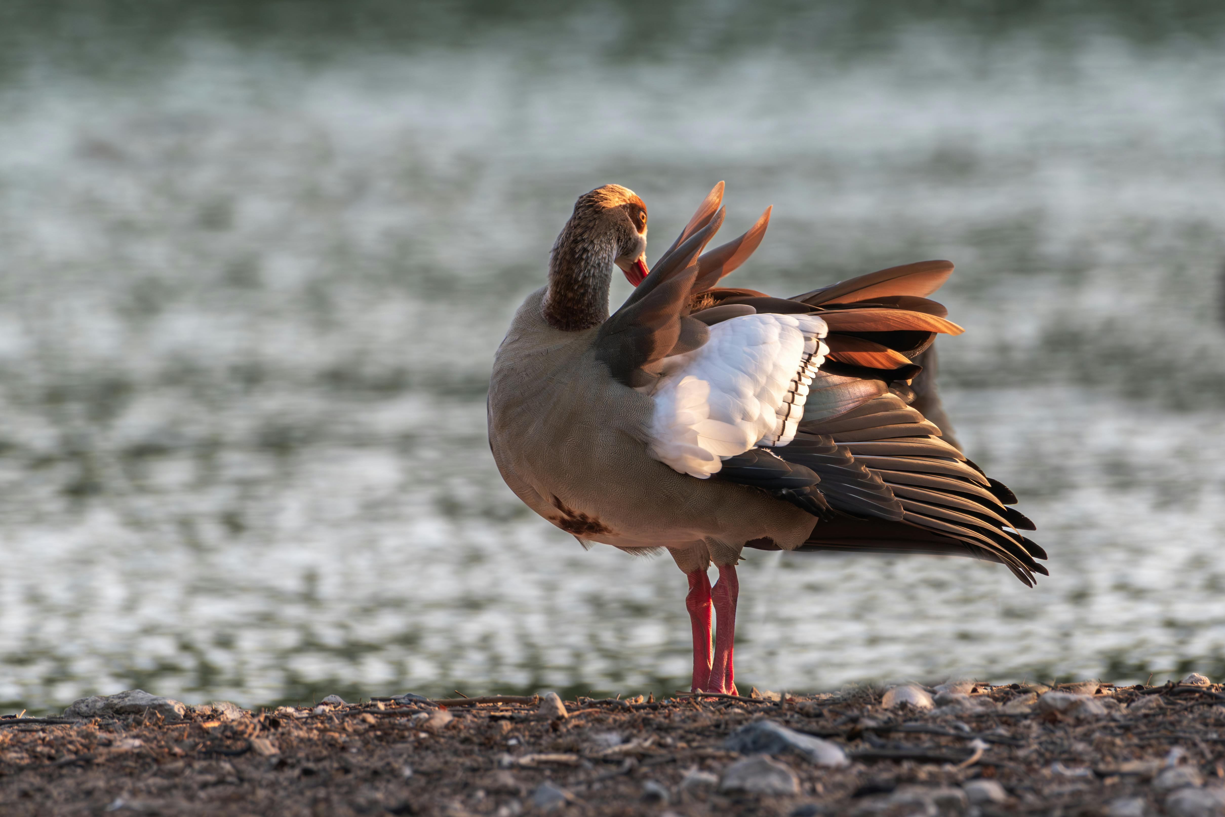 elegant egyptian goose preening by a serene lake