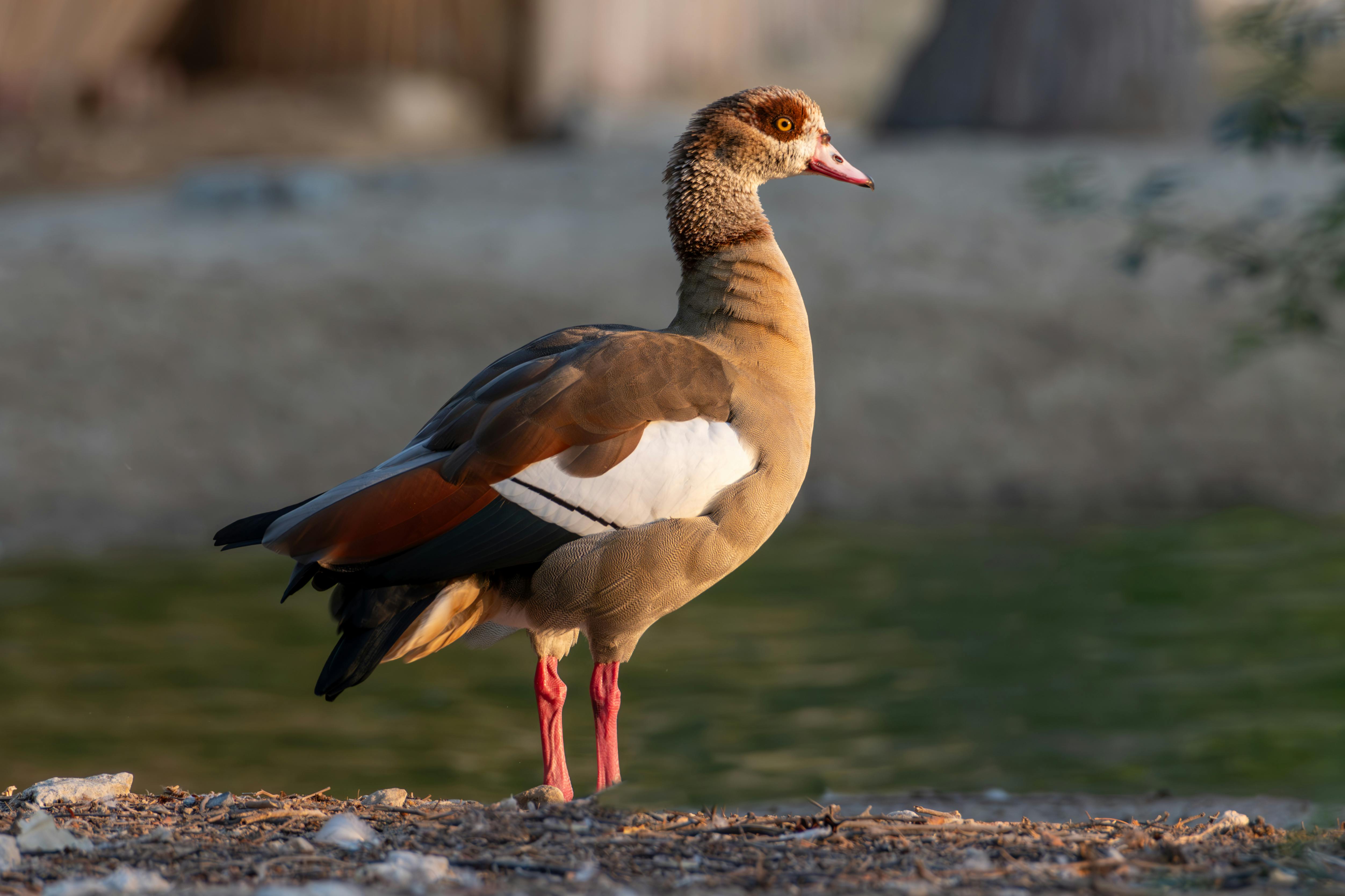 egyptian goose standing outdoors in sunlight