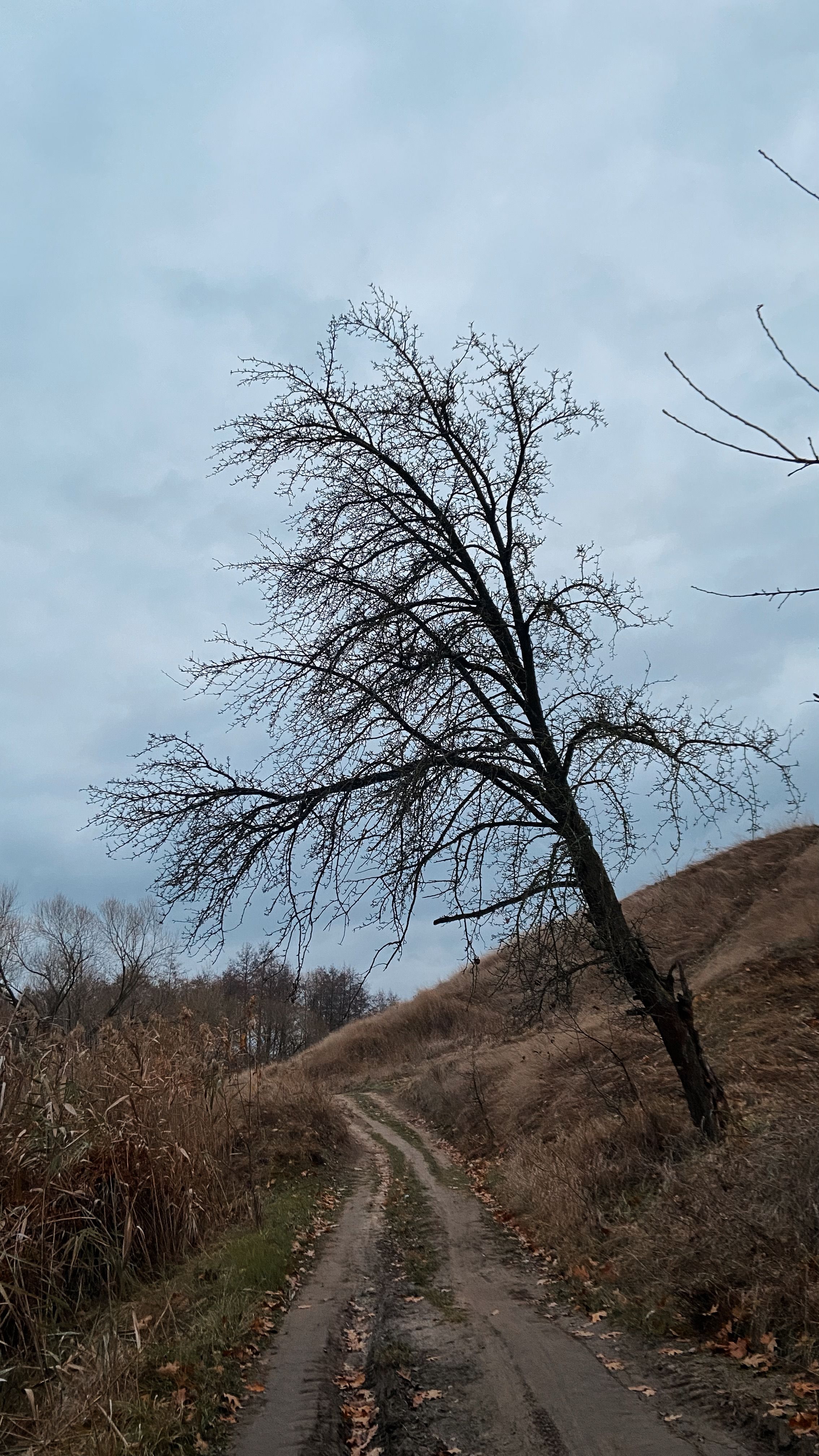A solitary tree stands by a dirt road on a cloudy autumn day, exuding a serene and rustic charm.