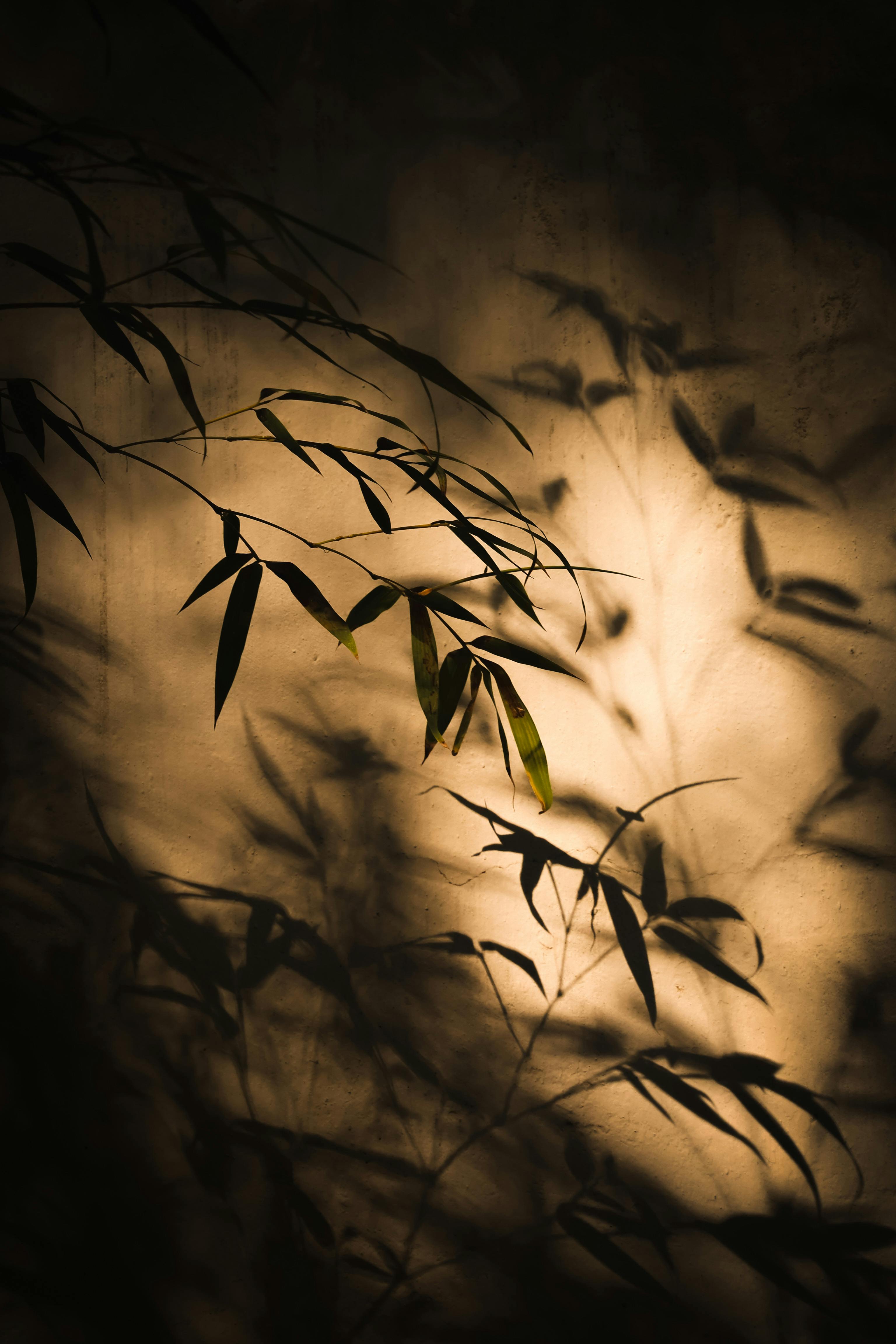 Artistic shadows of bamboo leaves cast on a wall with warm sunlight, creating a tranquil scene.
