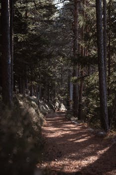 A serene autumn forest path in Semmering, Austria, offering a peaceful hiking experience amidst towering trees.