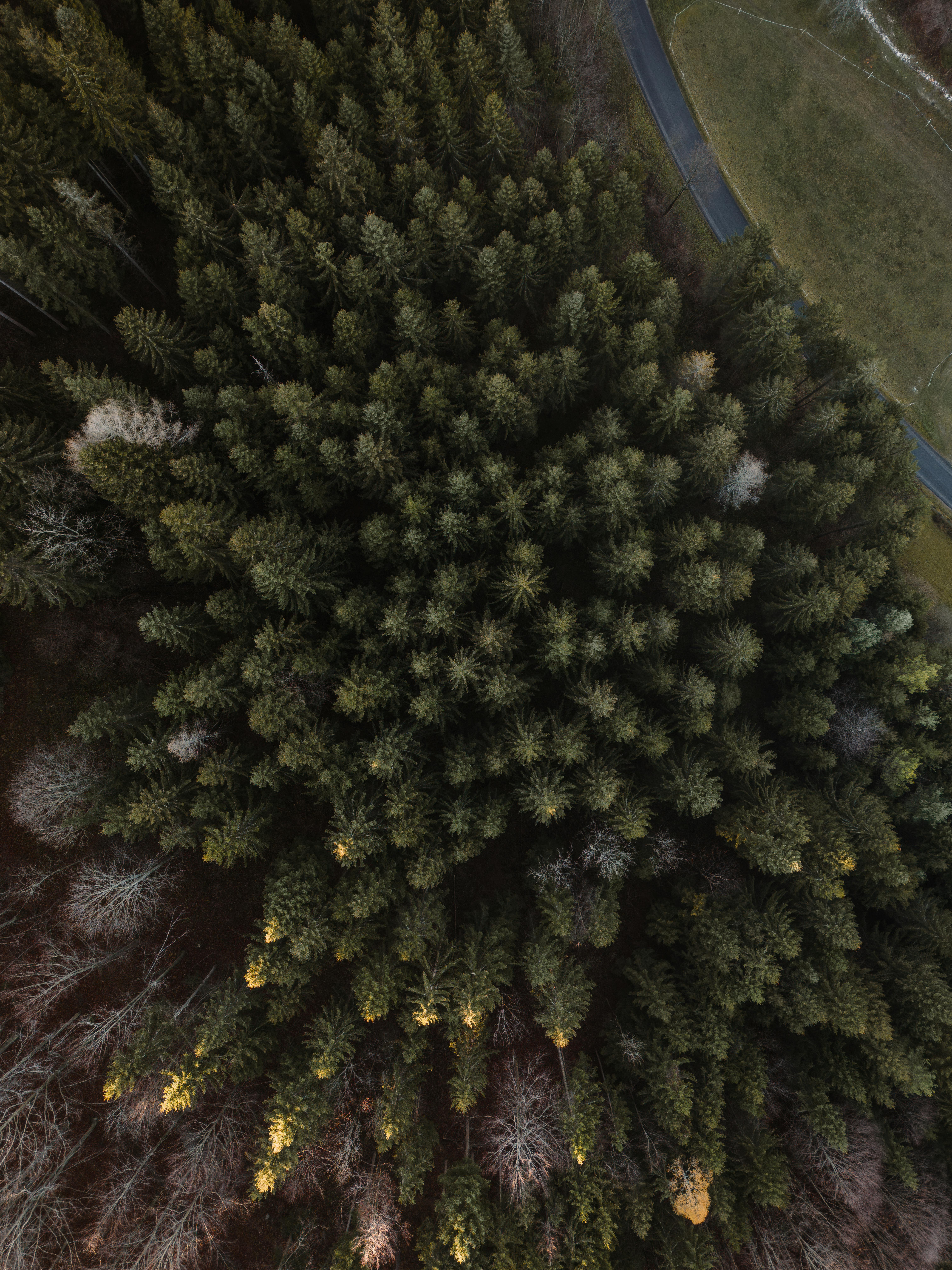 A stunning aerial shot of a lush forest in Semmering, Austria.