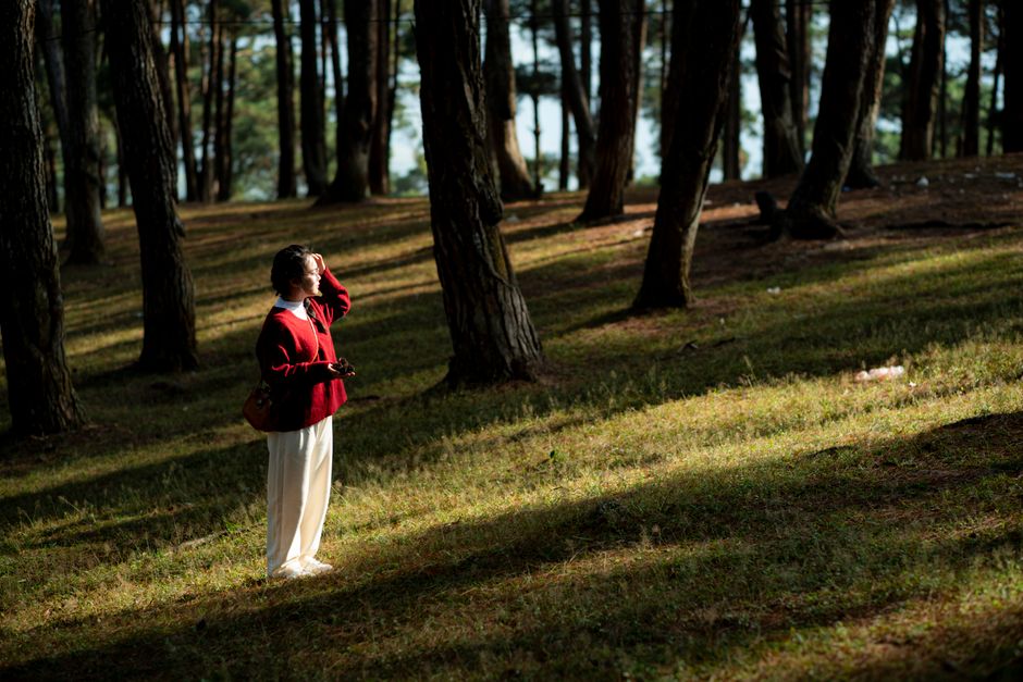 A woman explores a pine forest in Hà Giang, Vietnam, bathed in warm light.