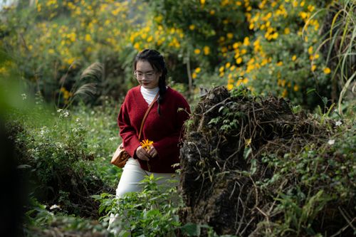 Free Young woman in red sweater holding flower, walking through lush meadows with blooming flora in Hà Giang, Vietnam. Stock Photo