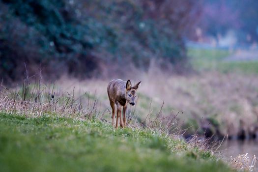 A wild roe deer stands alert in its natural grassy habitat, showcasing nature's beauty.