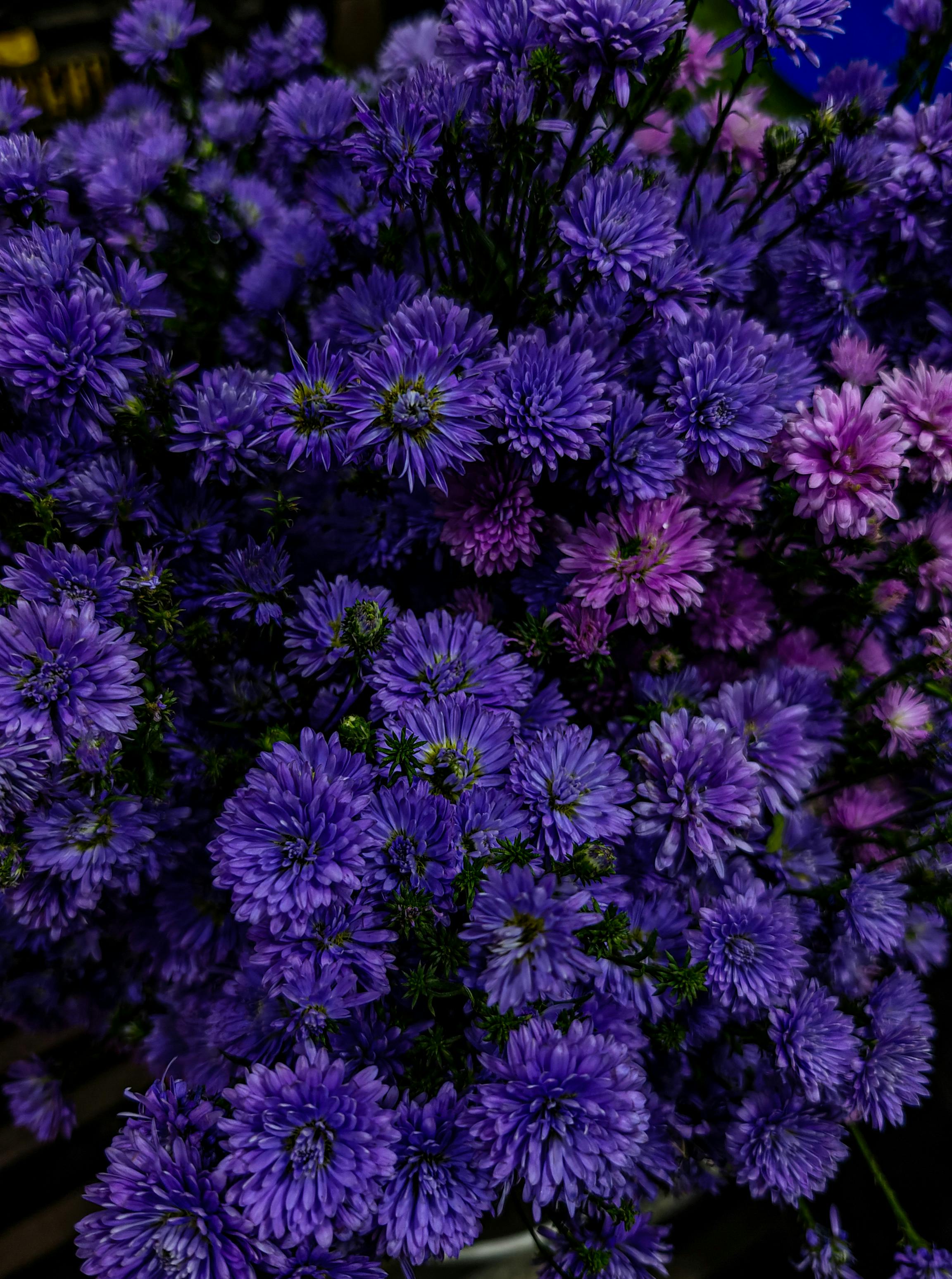 Bright and vivid purple aster flowers, beautifully captured outdoors, perfect for nature enthusiasts.