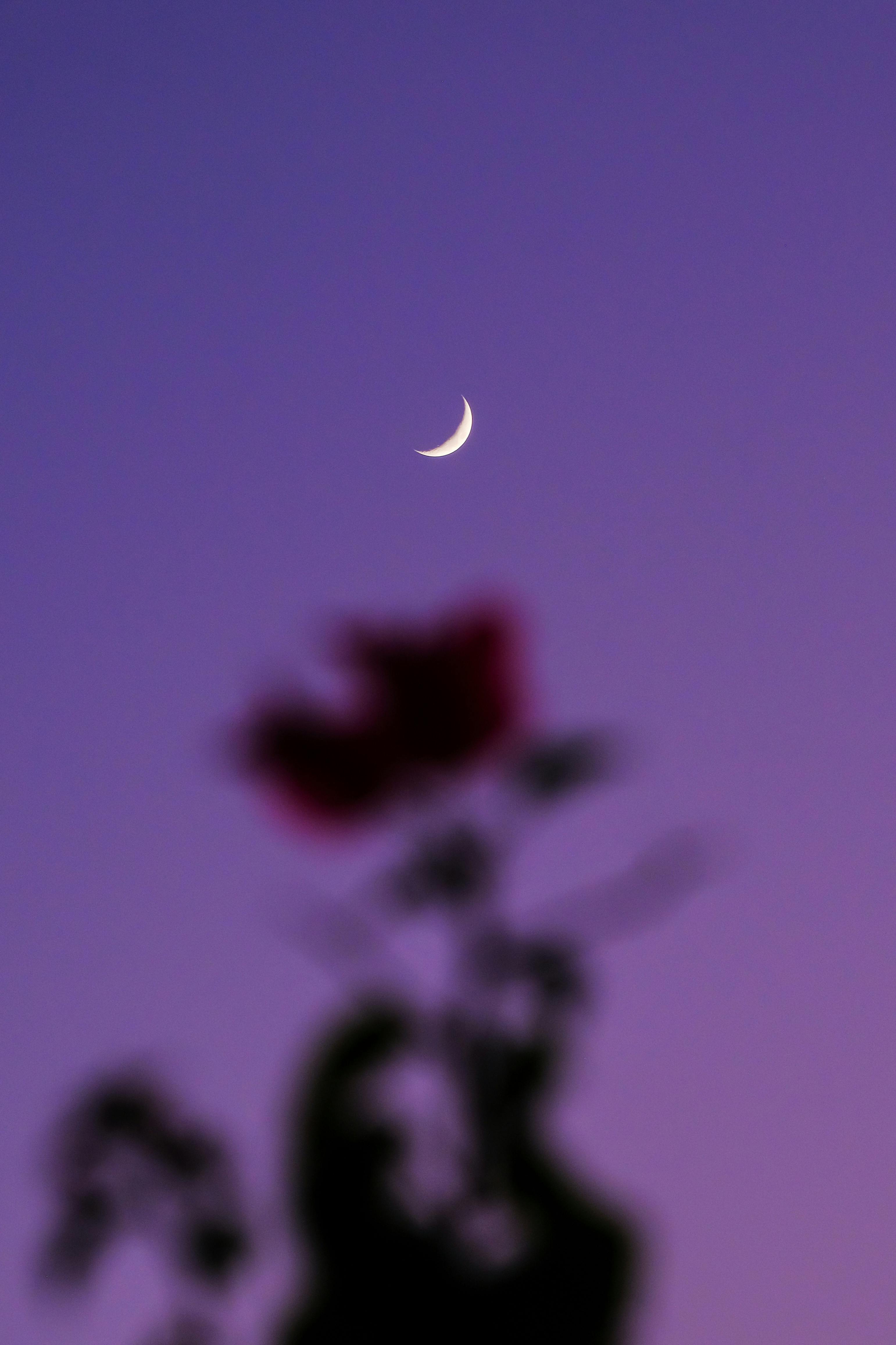 grátis Foto profissional grátis de alvorecer, ambiente, ao ar livre Foto profissional