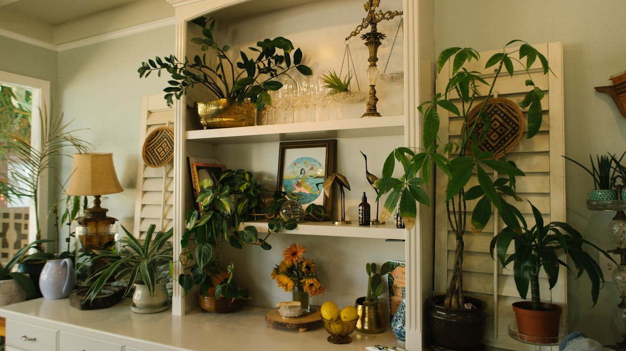 Free Green Leaf Plants on White Wooden Shelf Stock Photo