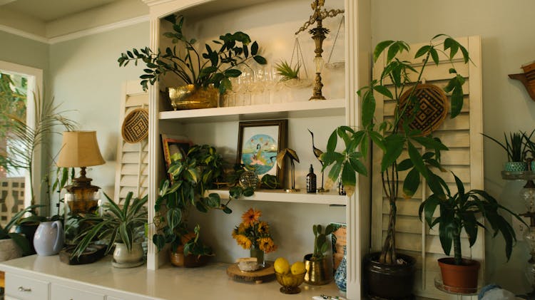 Green Leaf Plants On White Wooden Shelf