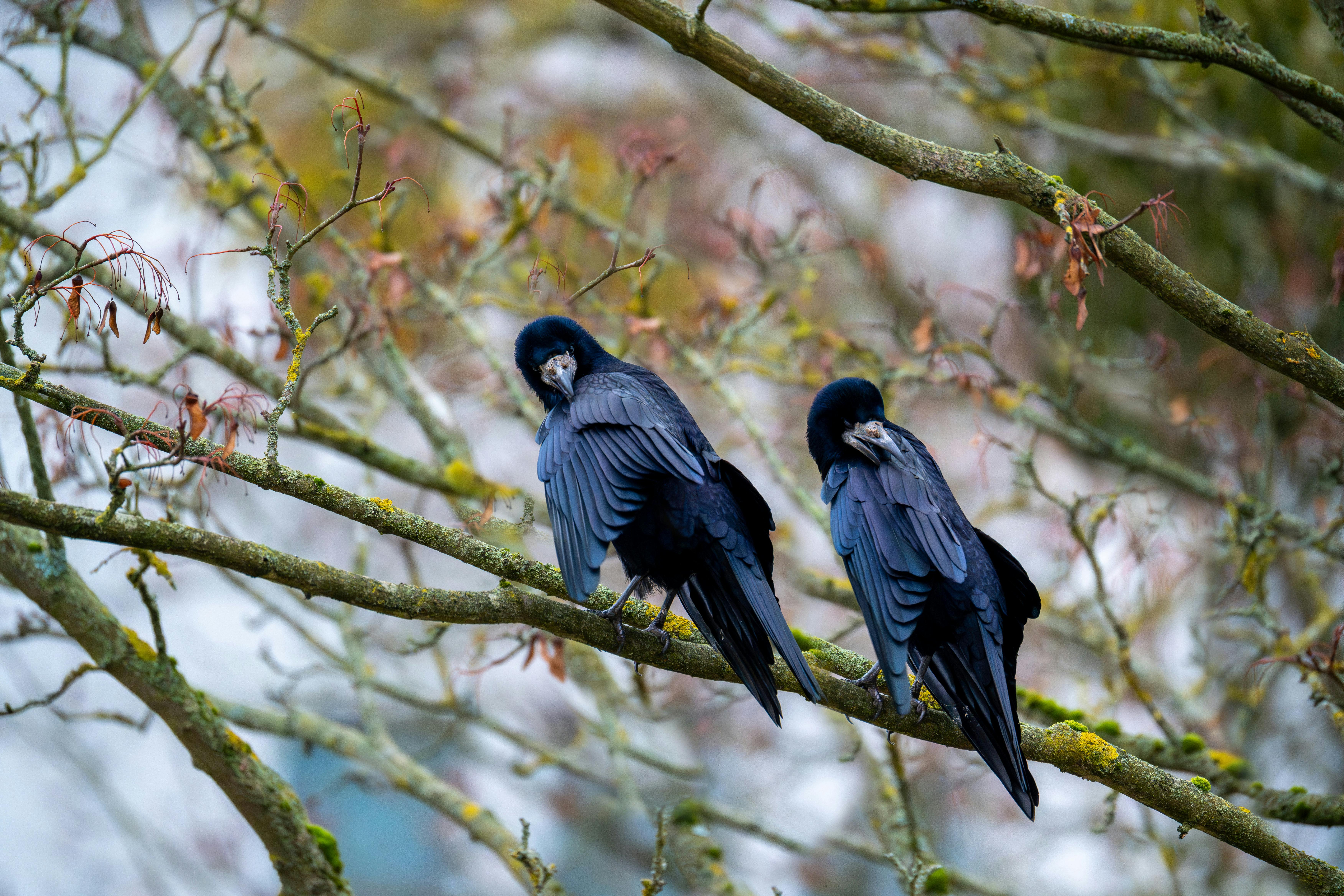 pair of ravens perched on mossy branches