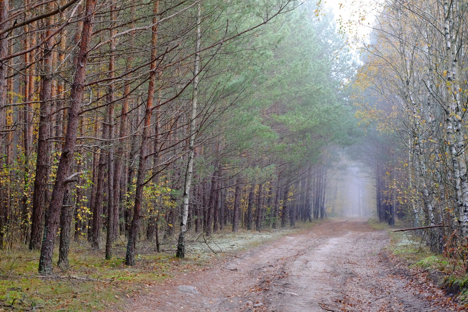 A serene forest path surrounded by tall pine and birch trees in the misty morning light.