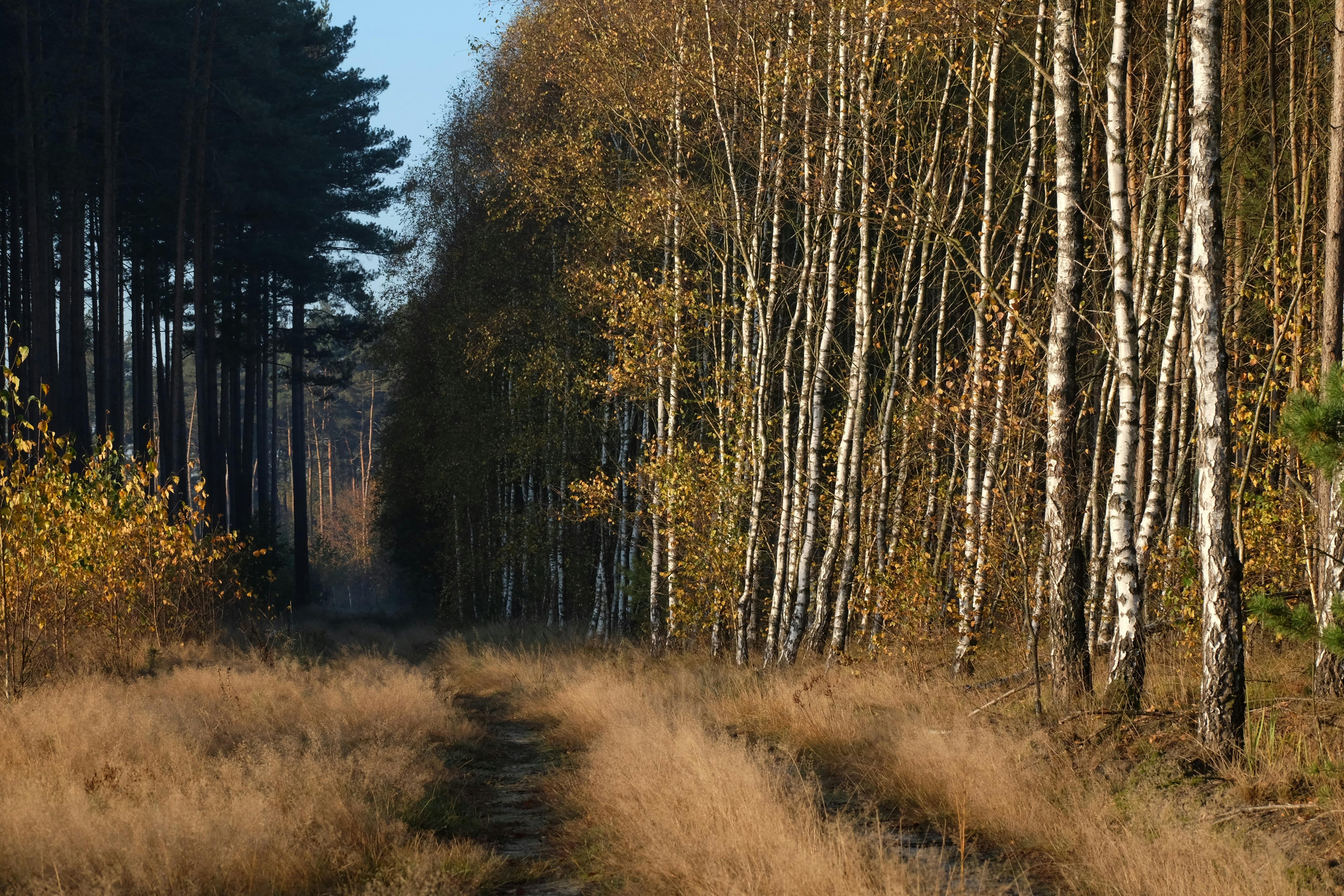 serene birch forest path in autumn