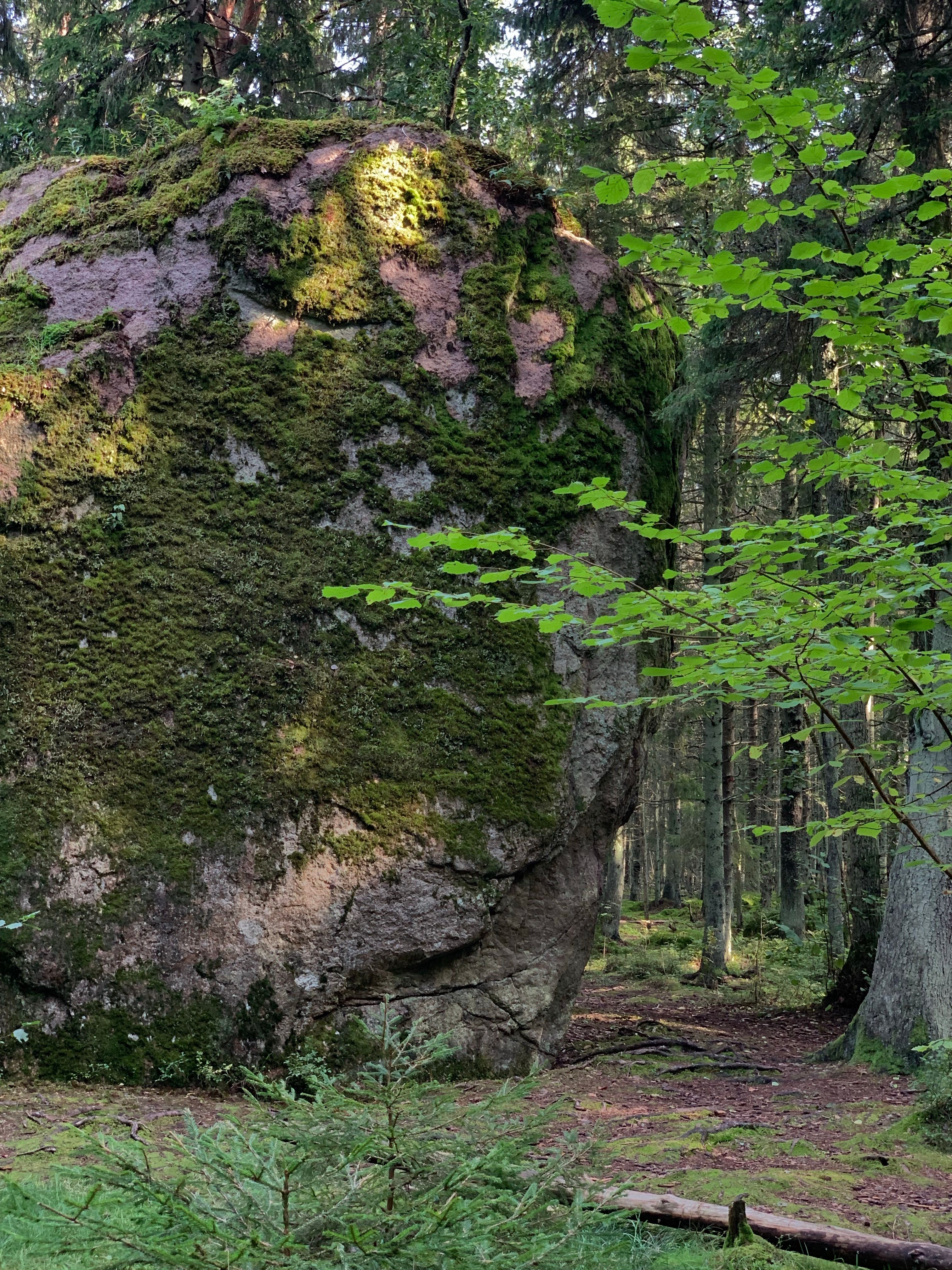 A large moss-covered boulder in a tranquil forest setting, dappled sunlight filtering through trees.